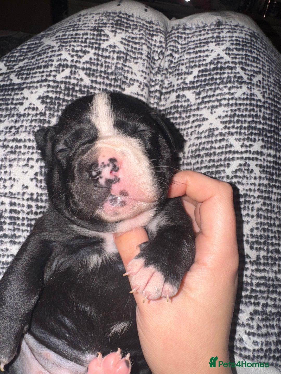 Staffordshire Bull Terrier dogs for sale: Gorgeous staffy puppies  - Advert 23