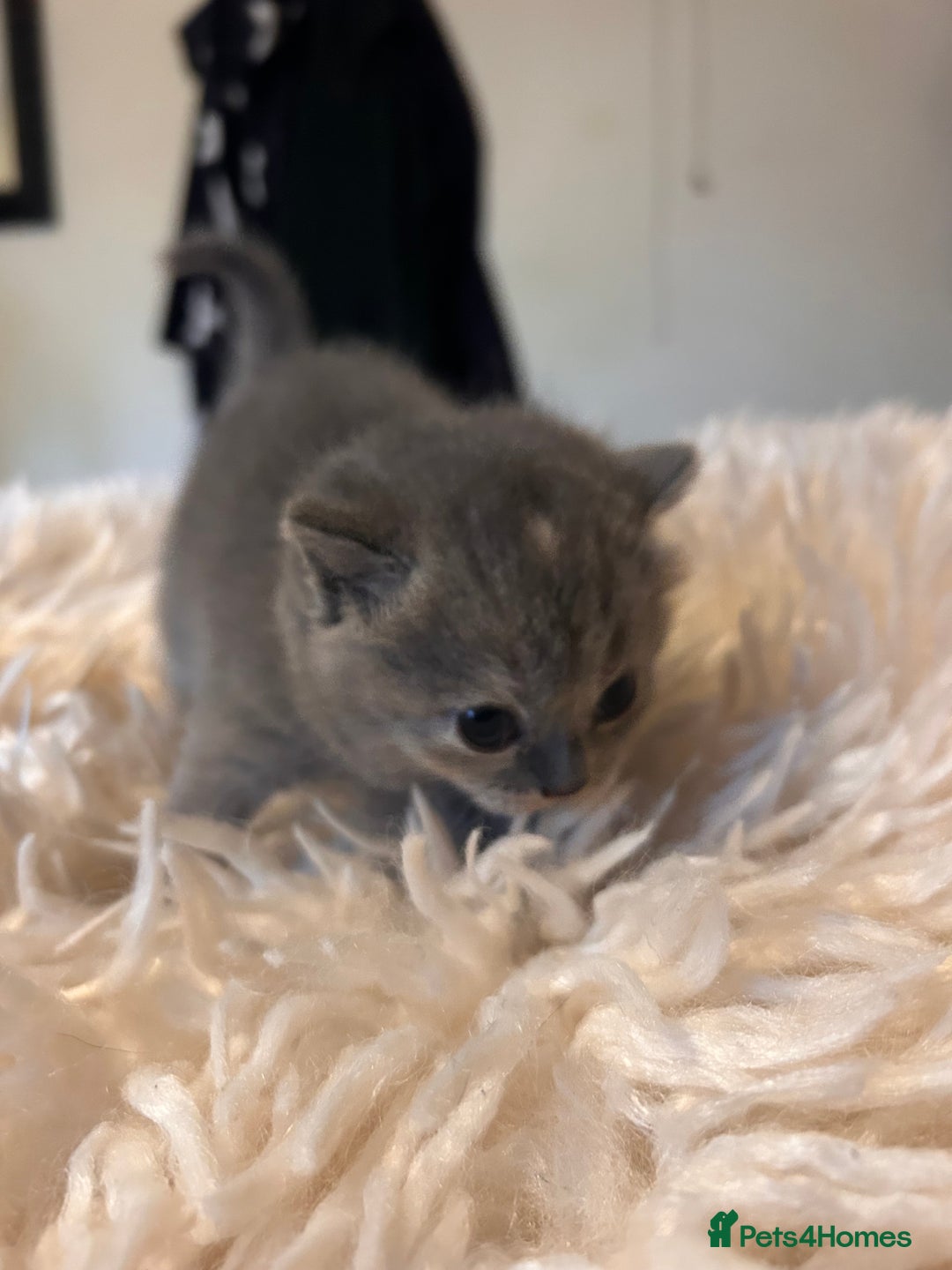 British Shorthair cats for sale: Pedigree British shorthair kittens - Image 21
