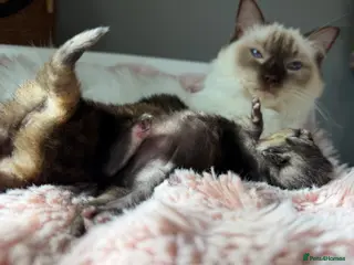 Mixed Breed cats Healthy Fluffy Black Tortie Ragdoll Cross Kittens - Advert 2