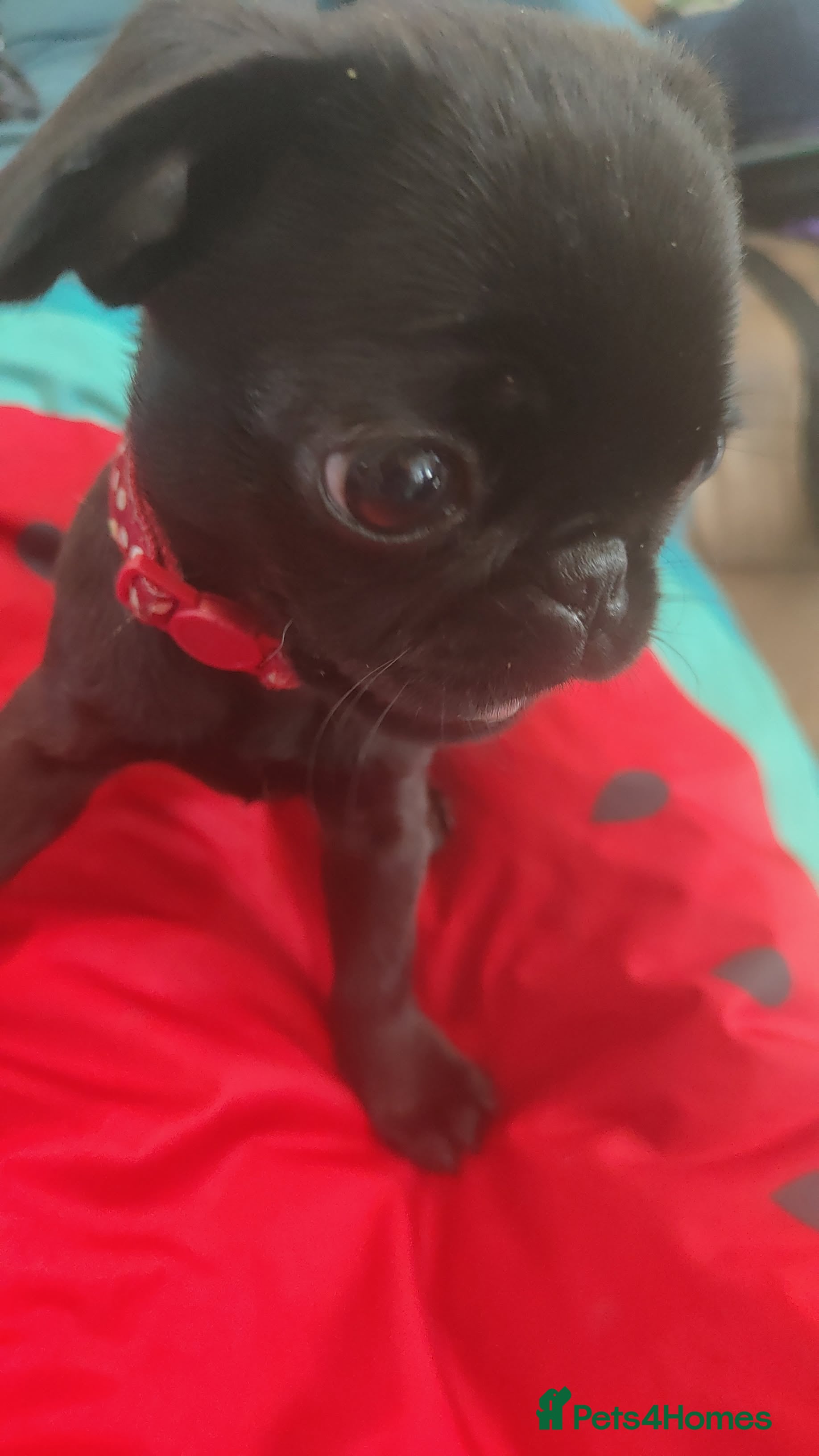 Pug dogs Pug Puppies –Healthy, Loved & Ready 4forever Homes - Advert 2
