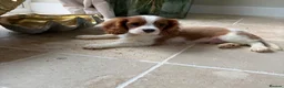 Cavalier King Charles Spaniel dogs for sale: KC registered DNA tested cavalier King Charles - Advert 3