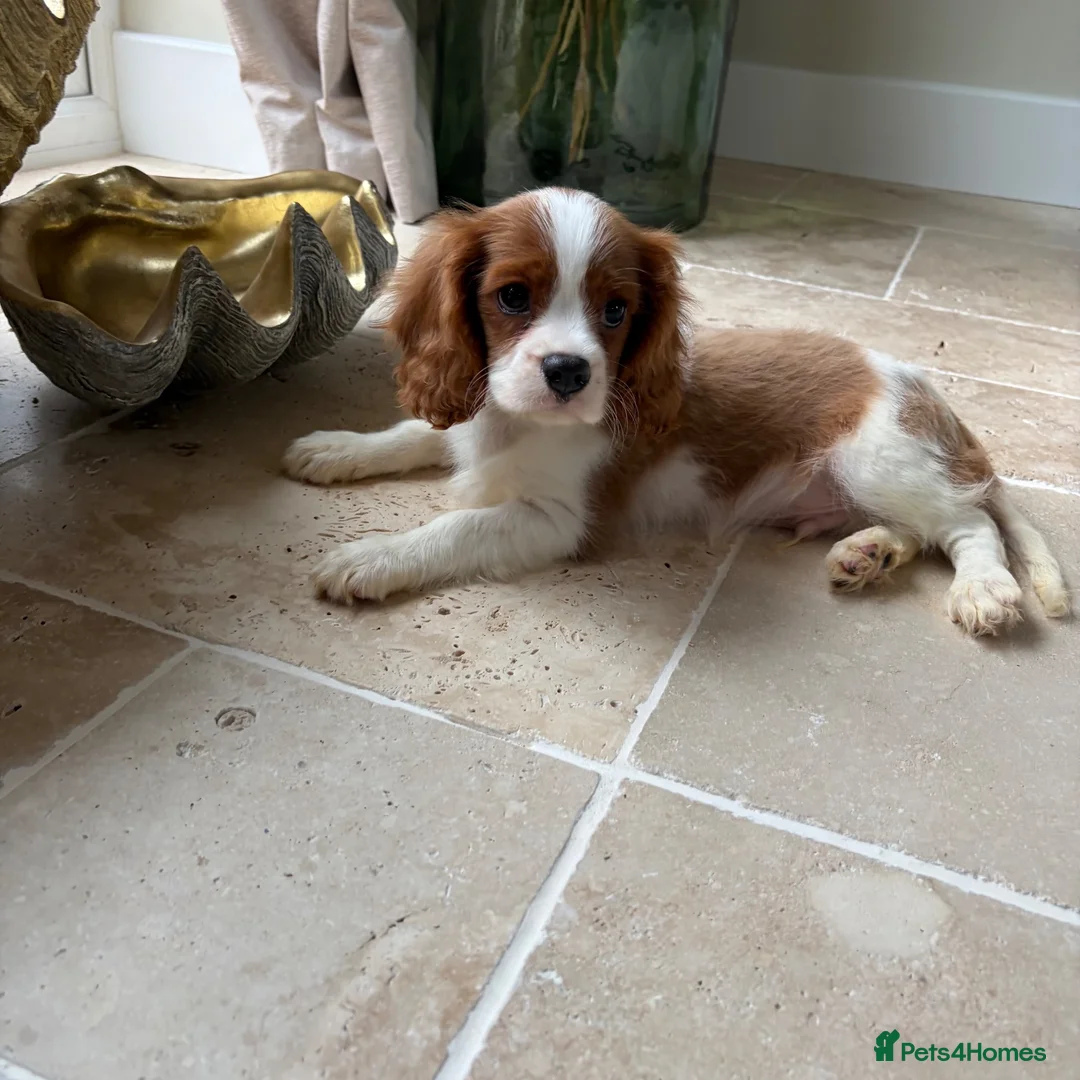 Cavalier King Charles Spaniel dogs for sale: KC registered DNA tested cavalier King Charles - Advert 3
