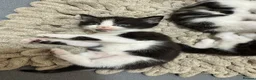 Mixed Breed cats for sale: Russian Blue x Tabby in Feltham - Advert 12