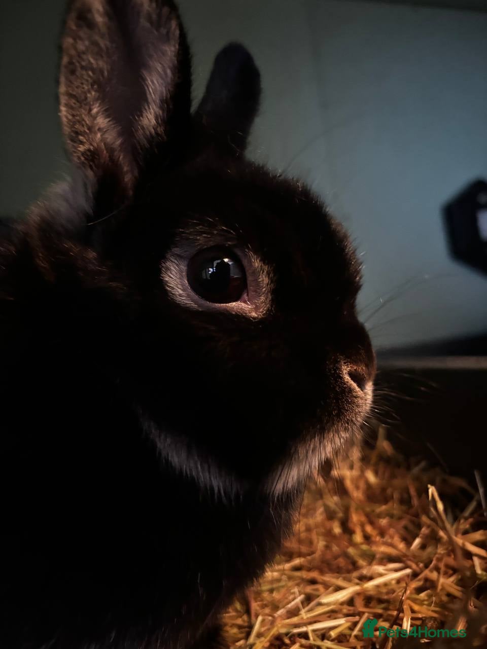 Mixed Breed rabbits 2 bunnies looking for new home in Bradford - Advert 1