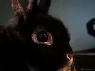 Mixed Breed rabbits 2 bunnies looking for new home in Bradford - Advert 1