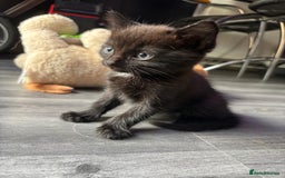 Ragdoll cats for sale: ragdoll X kittens - Image 7