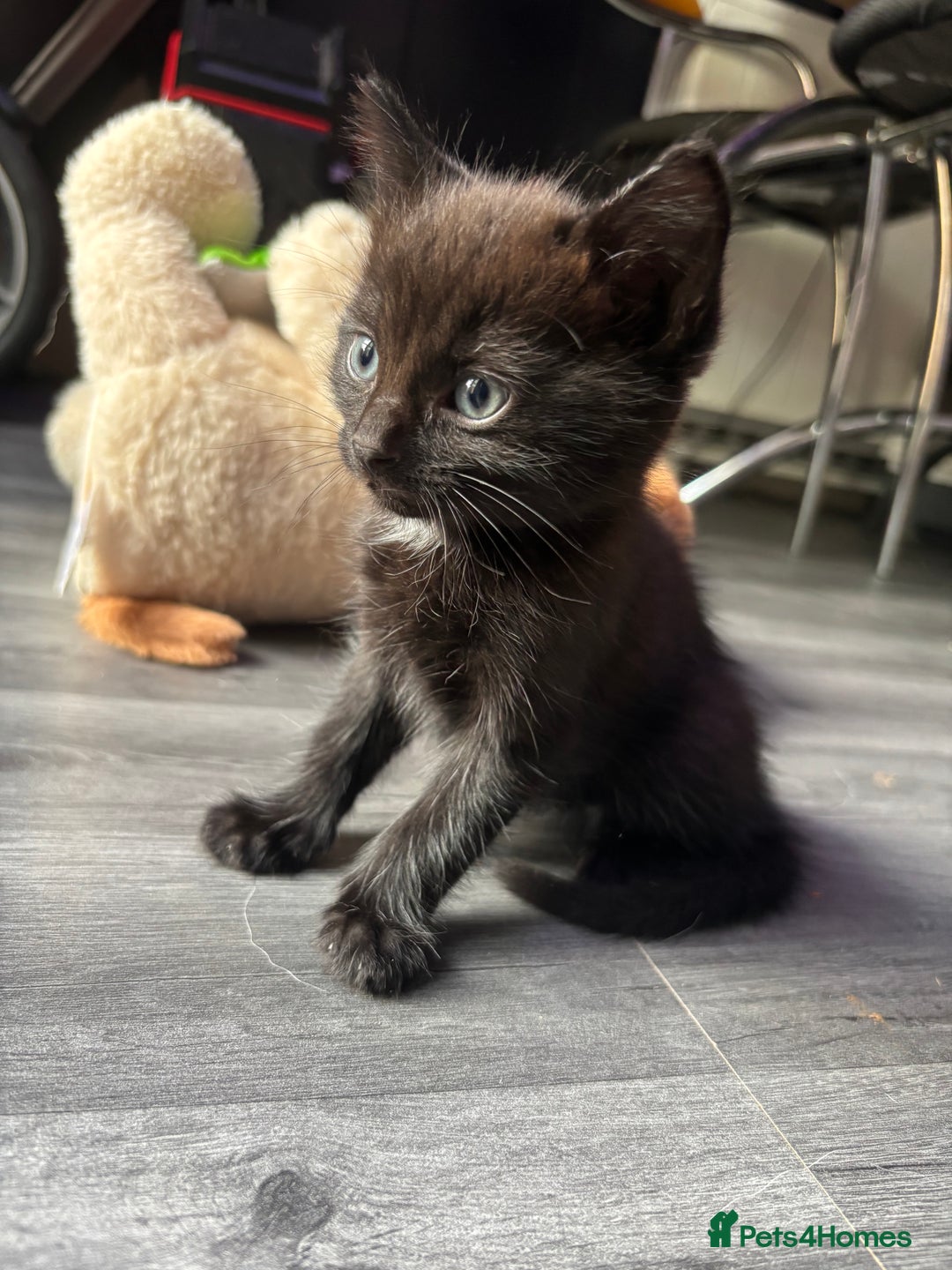 Ragdoll cats for sale: ragdoll X kittens - Image 7