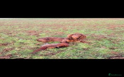 Cocker Spaniel dogs for sale: Kc chocolate and tan cocker spaniel  - Image 4