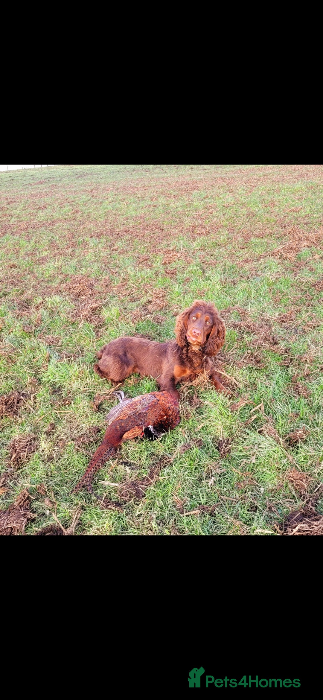 Cocker Spaniel dogs for sale: Kc chocolate and tan cocker spaniel  - Image 4