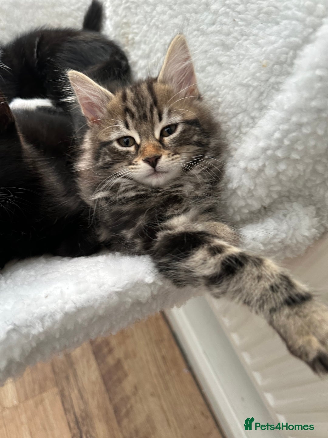 Maine Coon cats for sale: Cute adorable kitten have there own style  - Image 2