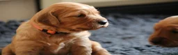 Golden Retriever dogs for sale: KC Registered Working Golden Retriever Puppies - Advert 33