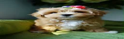 Maltipoo dogs for sale: Exceptional F1 Asian Maltipoo puppies - Advert 25