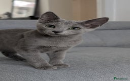 Russian Blue cats for sale: Last Russian Blue girl - Image 14