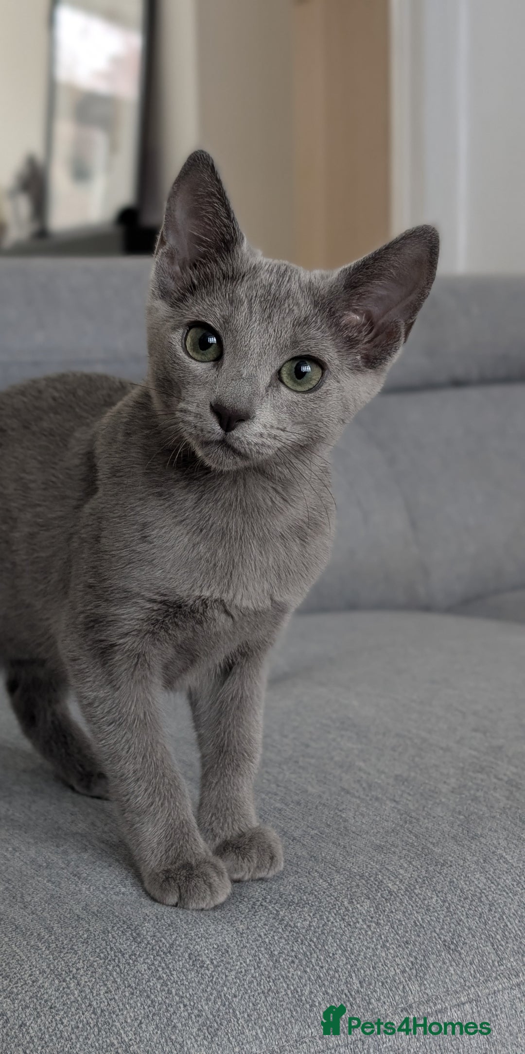 Russian Blue cats for sale: Last Russian Blue girl - Image 14