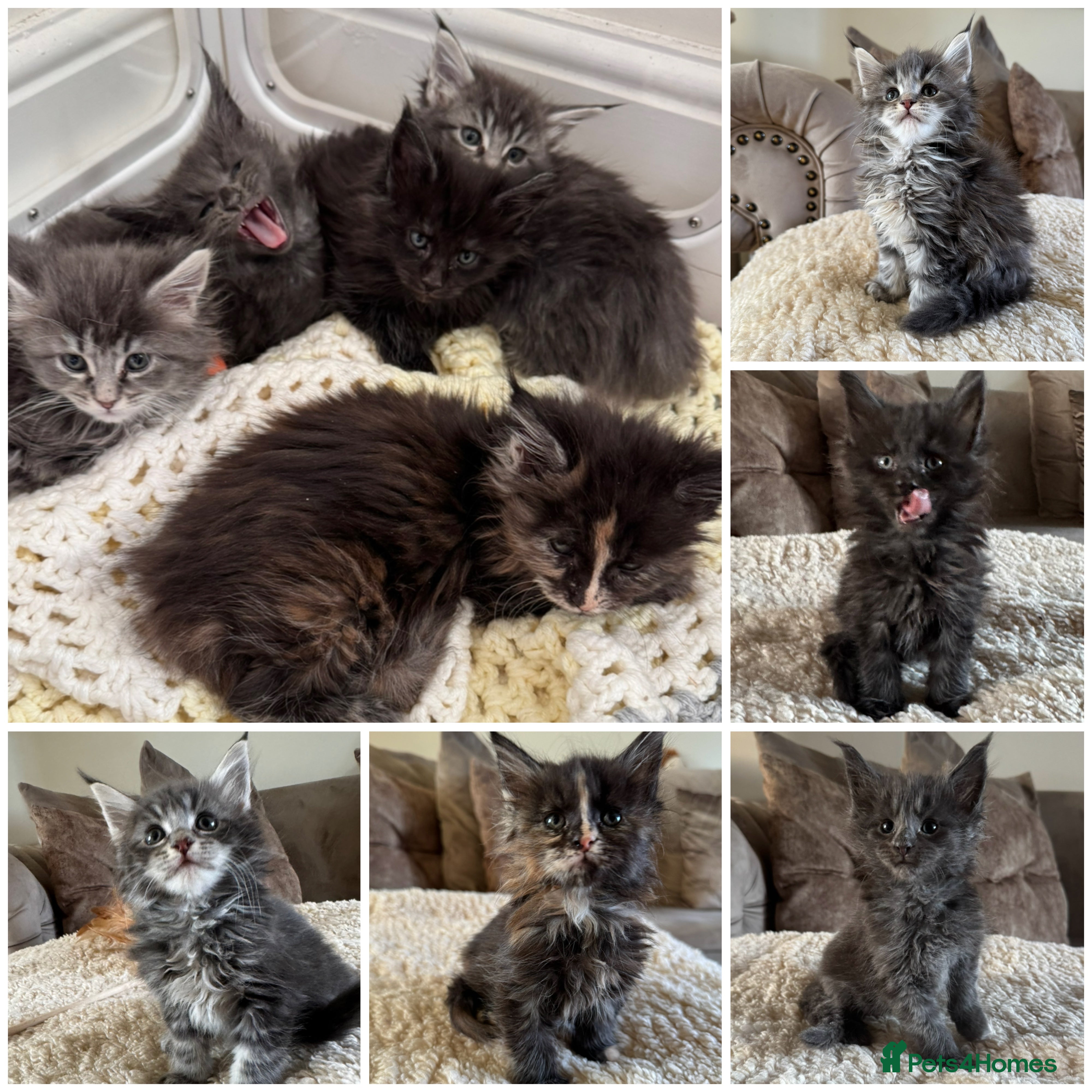 Maine Coon cats Stunning Maine coon kittens  - Advert 12