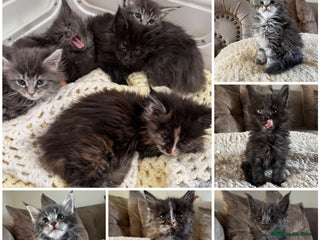 Maine Coon cats Stunning Maine coon kittens - Advert 2
