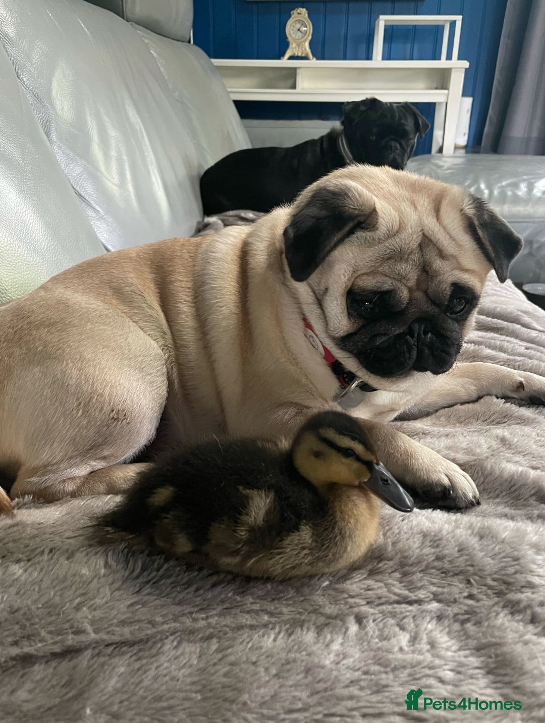 Mixed Breed dogs for sale: The Pug Who Raised a Duck Is Now Expecting Her Own - Advert 11
