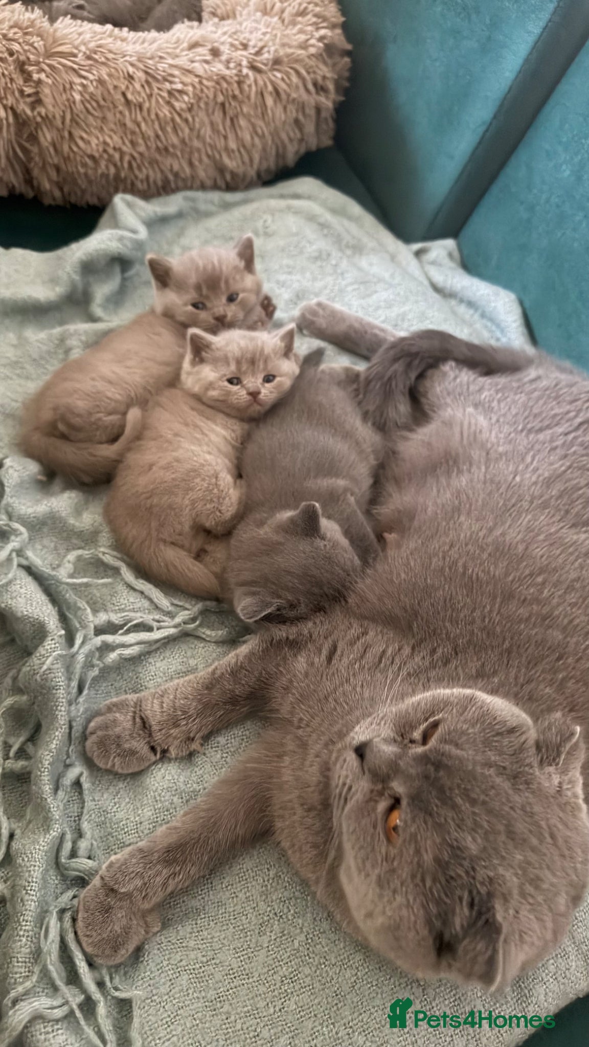 British Shorthair cats British shorthair and Scottish fold for sale  - Advert 1