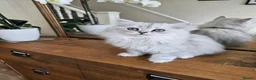 Persian cats for sale: 1 Pure Persian Chinchilla Male Kitten - Advert 25