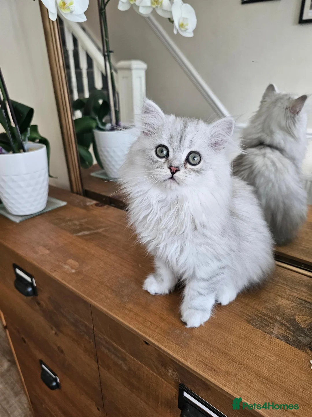 Persian cats for sale: 1 Pure Persian Chinchilla Male Kitten - Advert 25