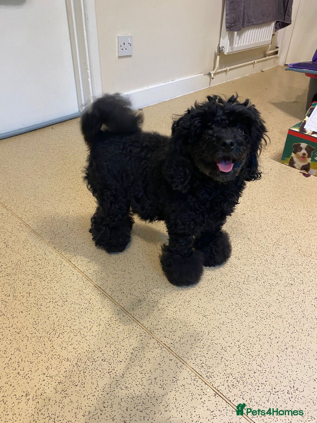 Toy Poodle dogs for sale: Reduced Remaining Toy poodle kc registered  - Advert 5