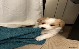 Border Collie dogs for sale: DUE 1st August Border collie Puppies - Image 34