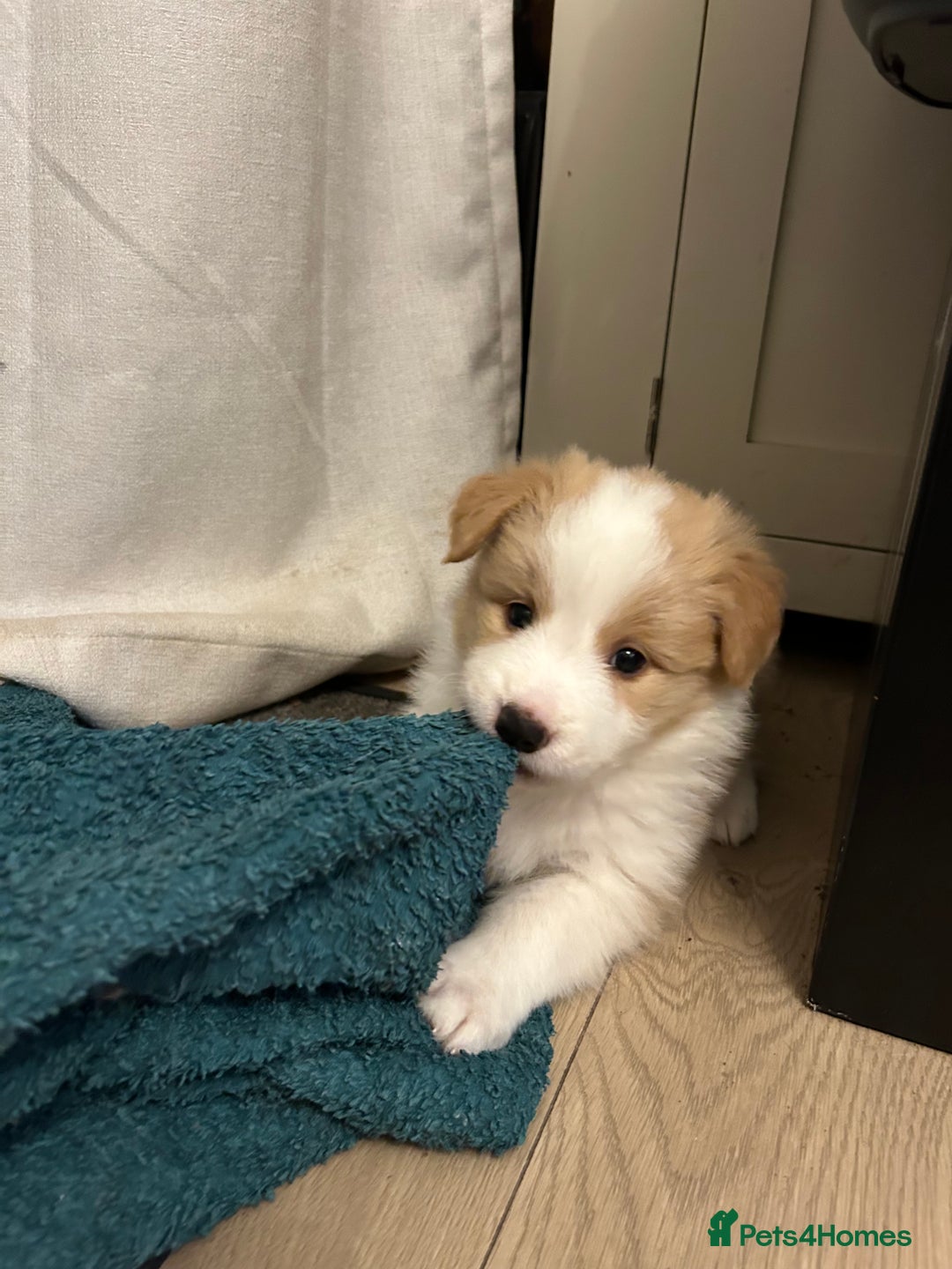 Border Collie dogs for sale: DUE 1st August Border collie Puppies - Image 34
