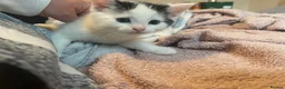 Turkish Van cats for sale: 5 gorgeous kittens ready now - Advert 8