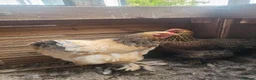Chickens poultry for sale: 2 barahma hens - Advert 4