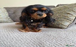 Cavalier King Charles Spaniel dogs for sale: 🐶5 generation kc registered tiny cavalier🐶 - Image 15
