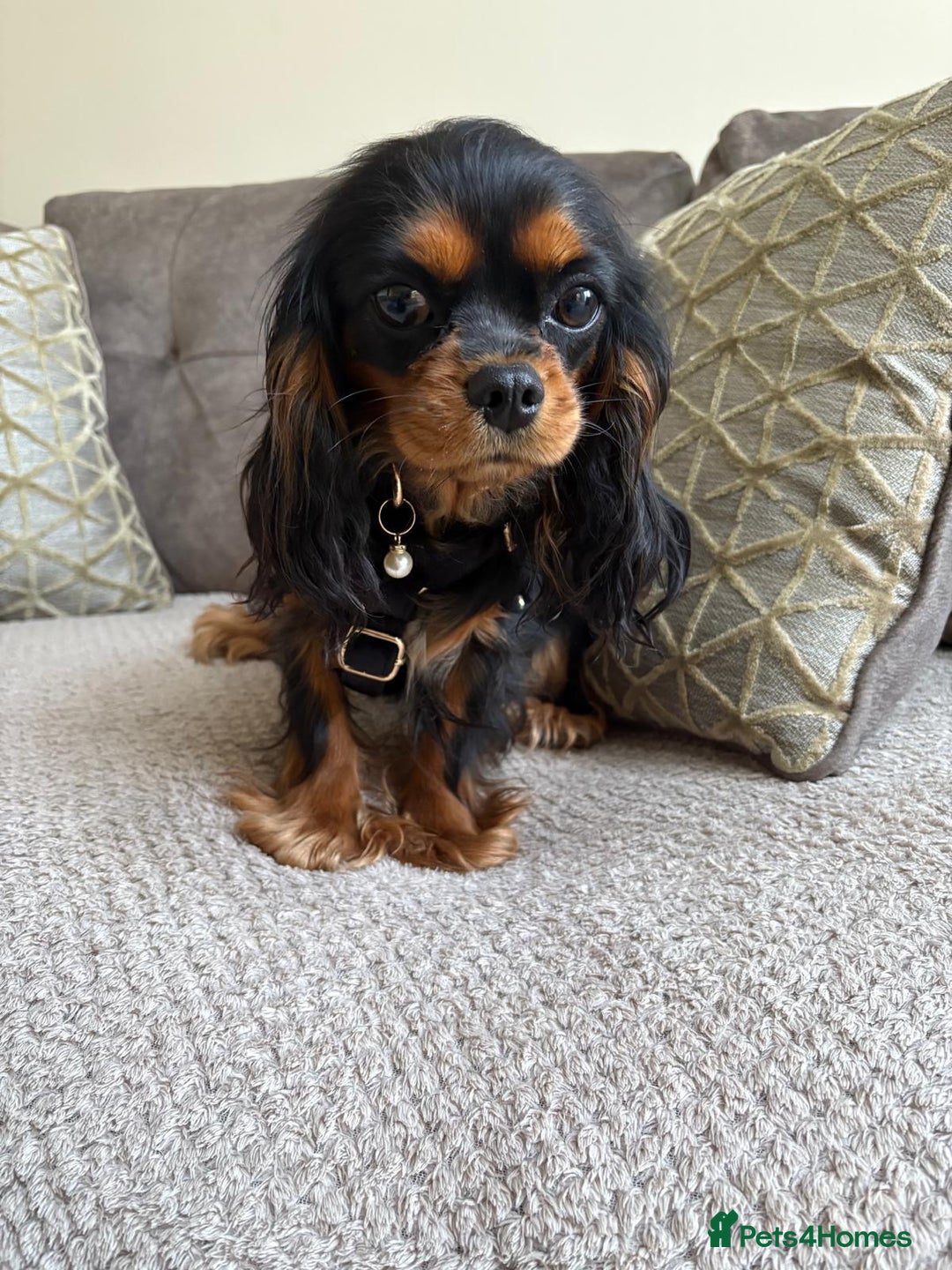 Cavalier King Charles Spaniel dogs for sale: 🐶5 generation kc registered tiny cavalier🐶 - Image 15