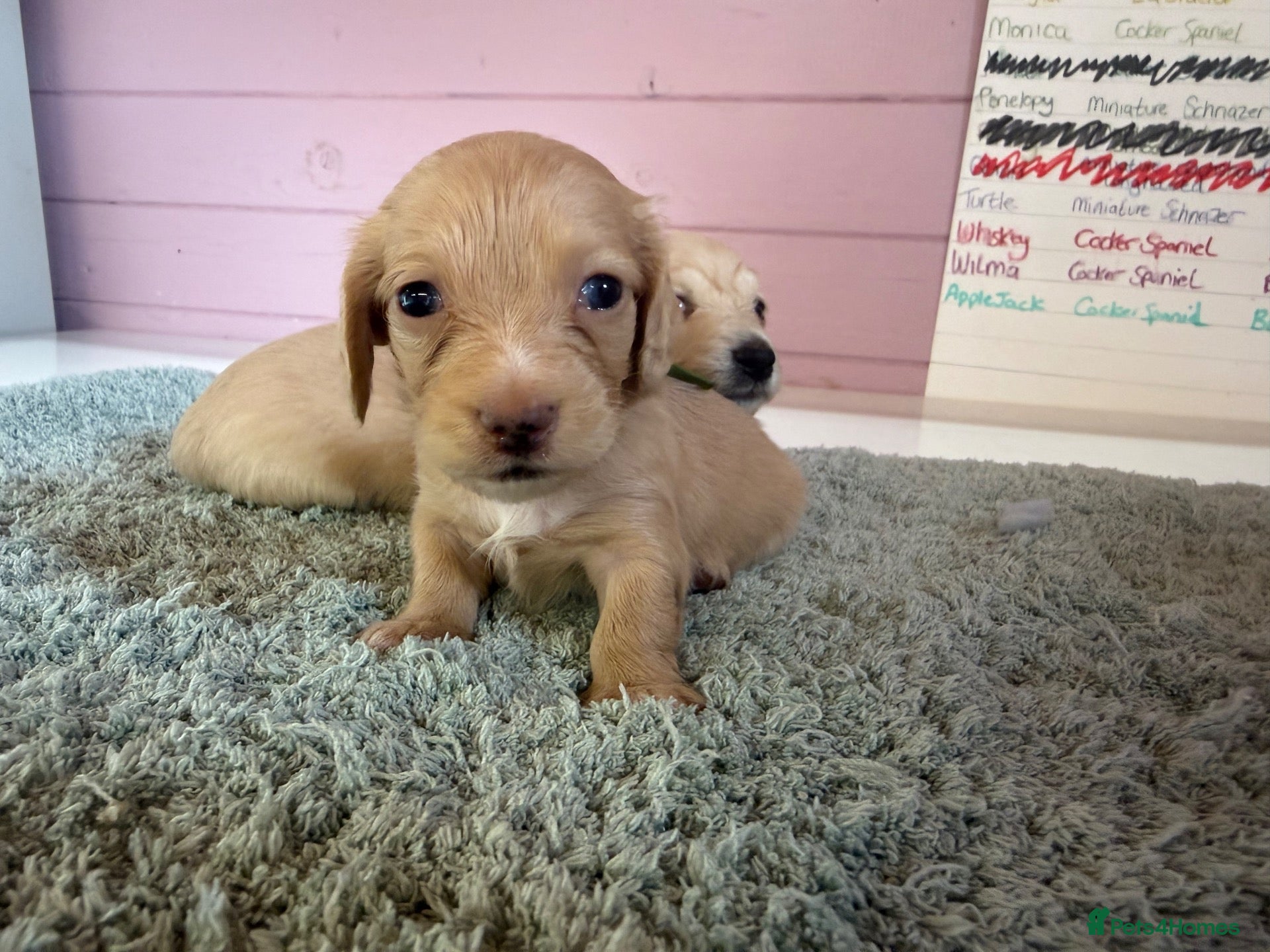 Miniature Dachshund dogs 👑CREAM MINIATURE LONGHAIR 👑 - Advert 2
