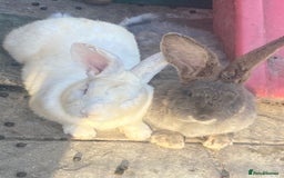Continental Giant rabbits for sale: Gorgeous Continental Giants - Image 5