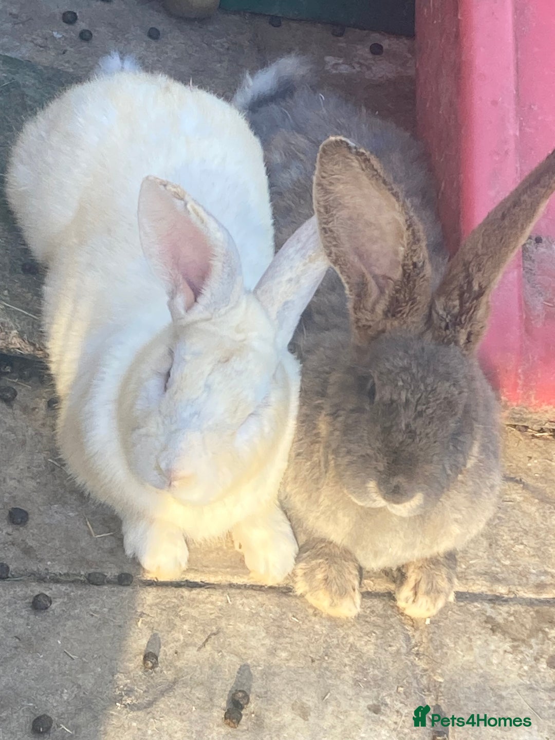 Continental Giant rabbits for sale: Gorgeous Continental Giants - Image 5