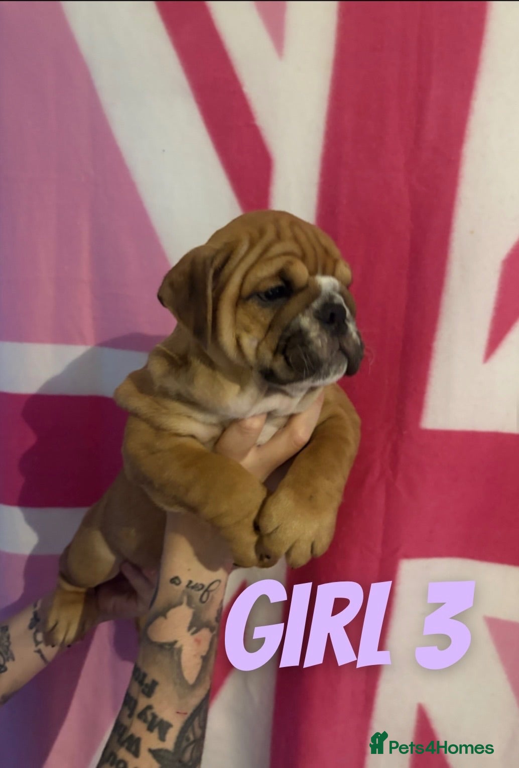 English Bulldog dogs TRADITIONAL BULLDOGS READY FOR THEIR FOREVER HOMES - Advert 1