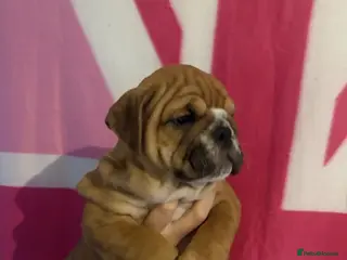 English Bulldog dogs TRADITIONAL BULLDOGS READY FOR THEIR FOREVER HOMES - Advert 1