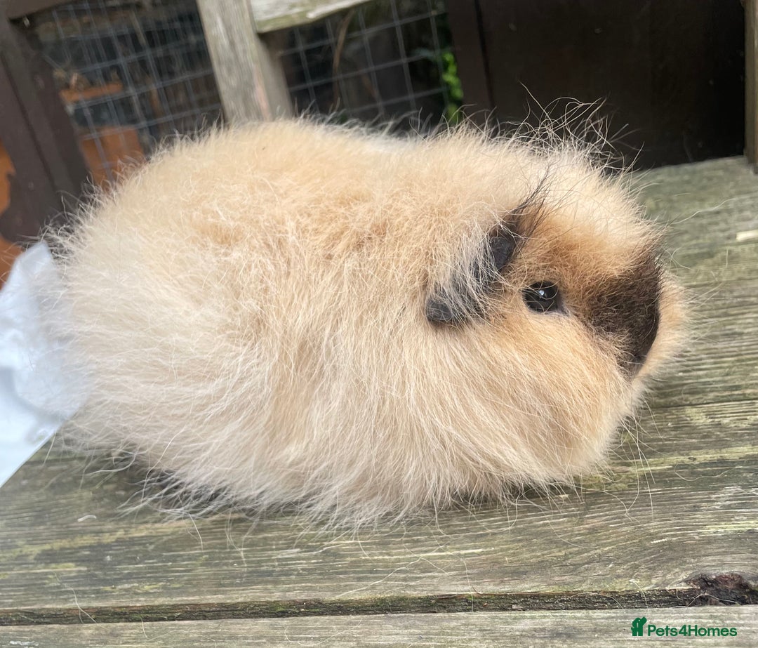 Guinea Pig rodents for sale: Lovely friendly Swiss sow - Image 2