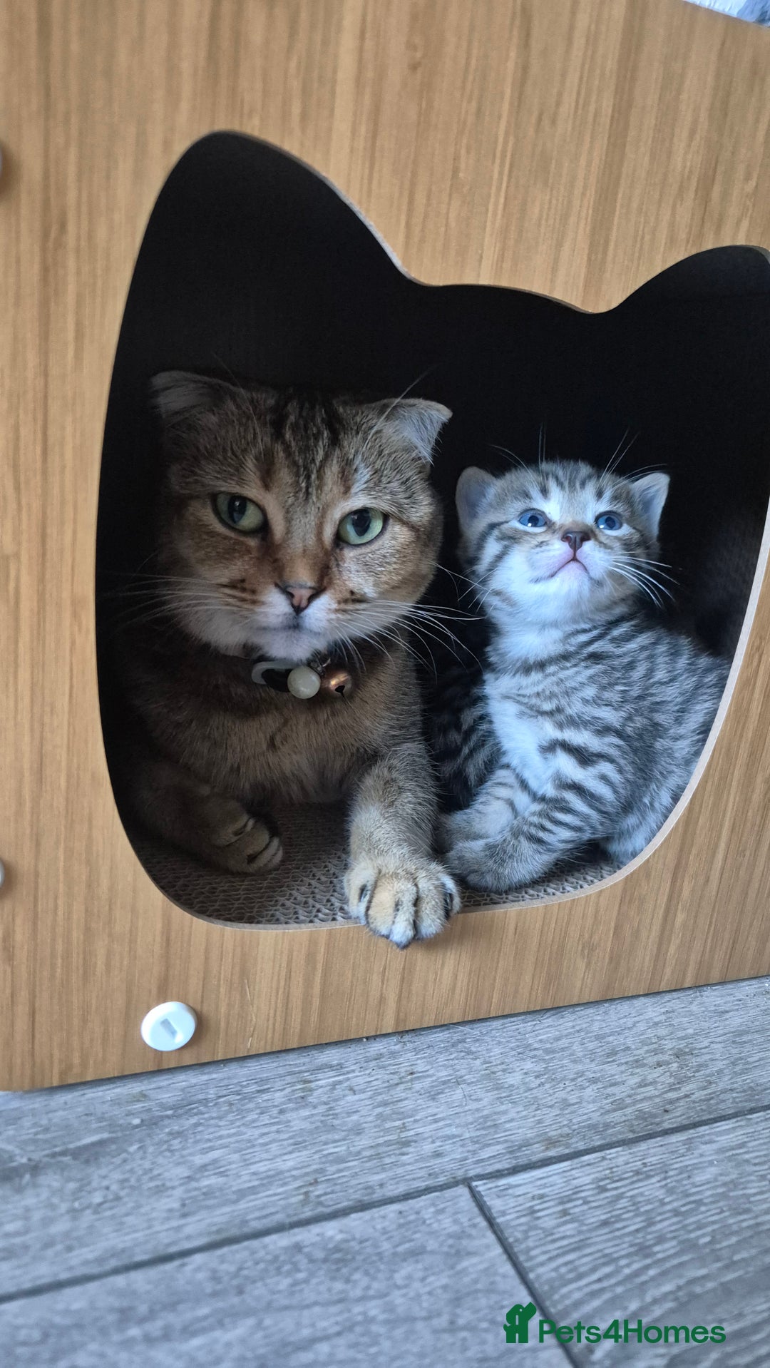 Scottish Fold cats for sale: ADORABLE SCOTTISH FOLD KITTENS - Advert 1