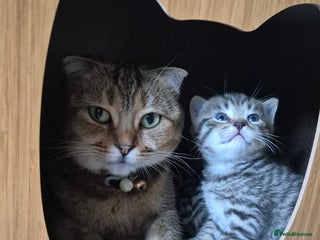 Scottish Fold cats ADORABLE SCOTTISH FOLD KITTENS - Advert 1