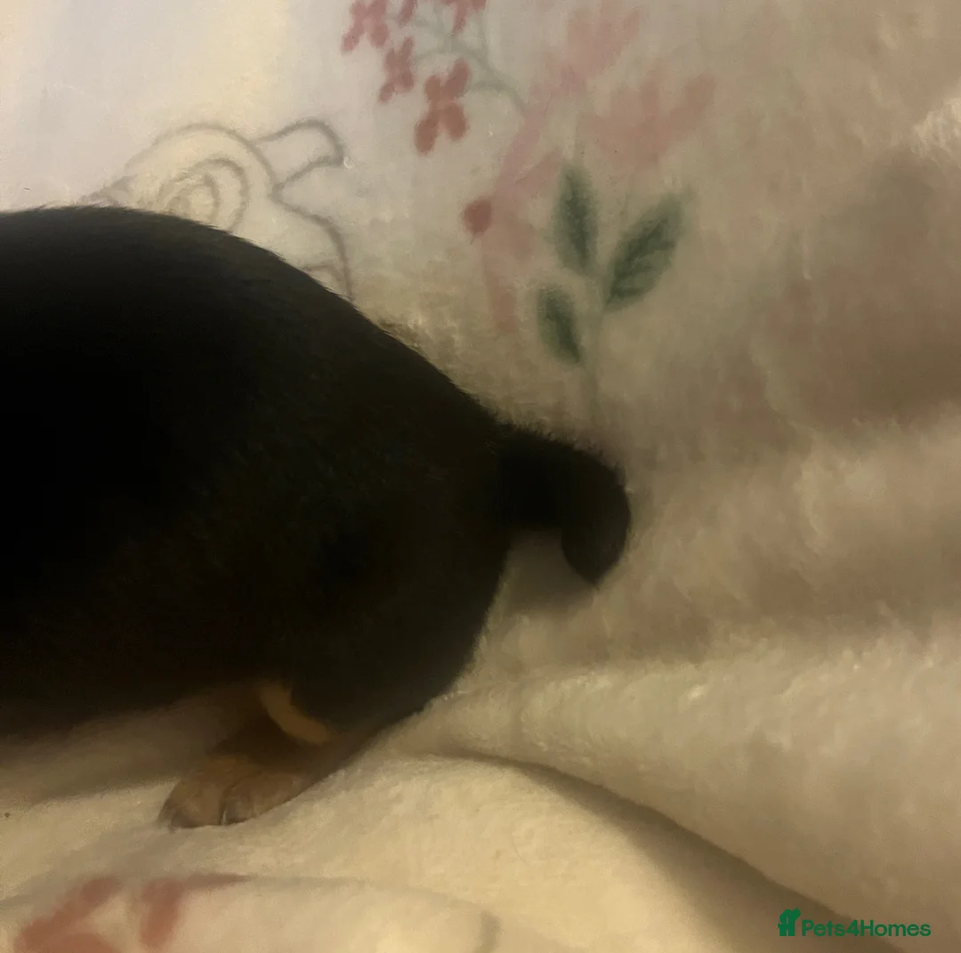 Jack Russell dogs for sale: Miniature rare natural bobtailed jack Russells - Advert 25