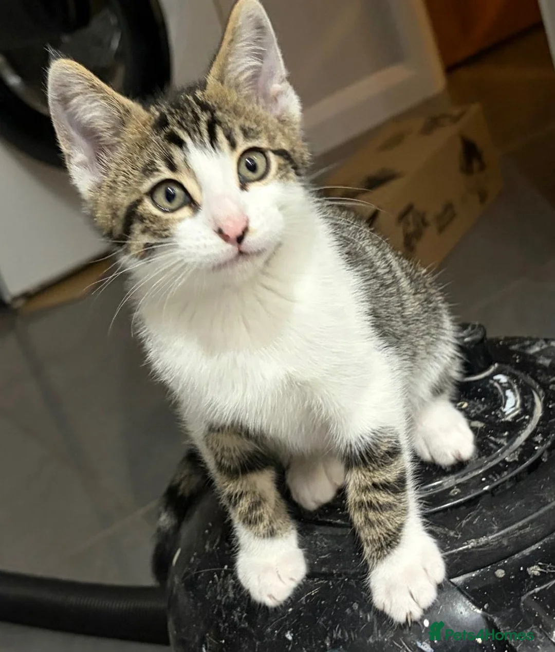 Mixed Breed cats for sale: Kittens part Bengal - Advert 2