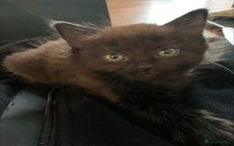 Domestic Shorthair cats for sale: Kittens - 2 boys and 3 girls - Image 9