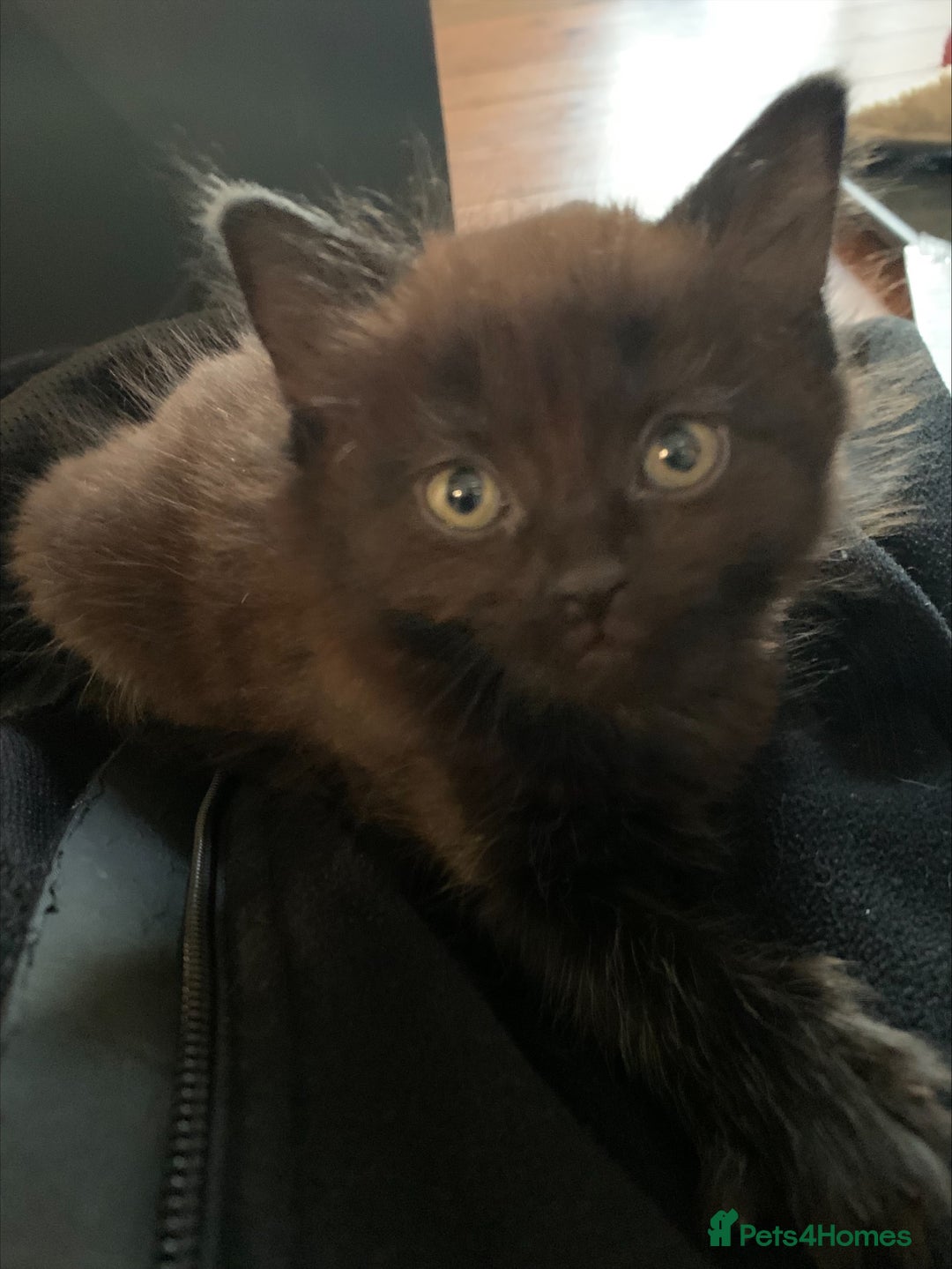 Domestic Shorthair cats for sale: Kittens - 2 boys and 3 girls - Image 9