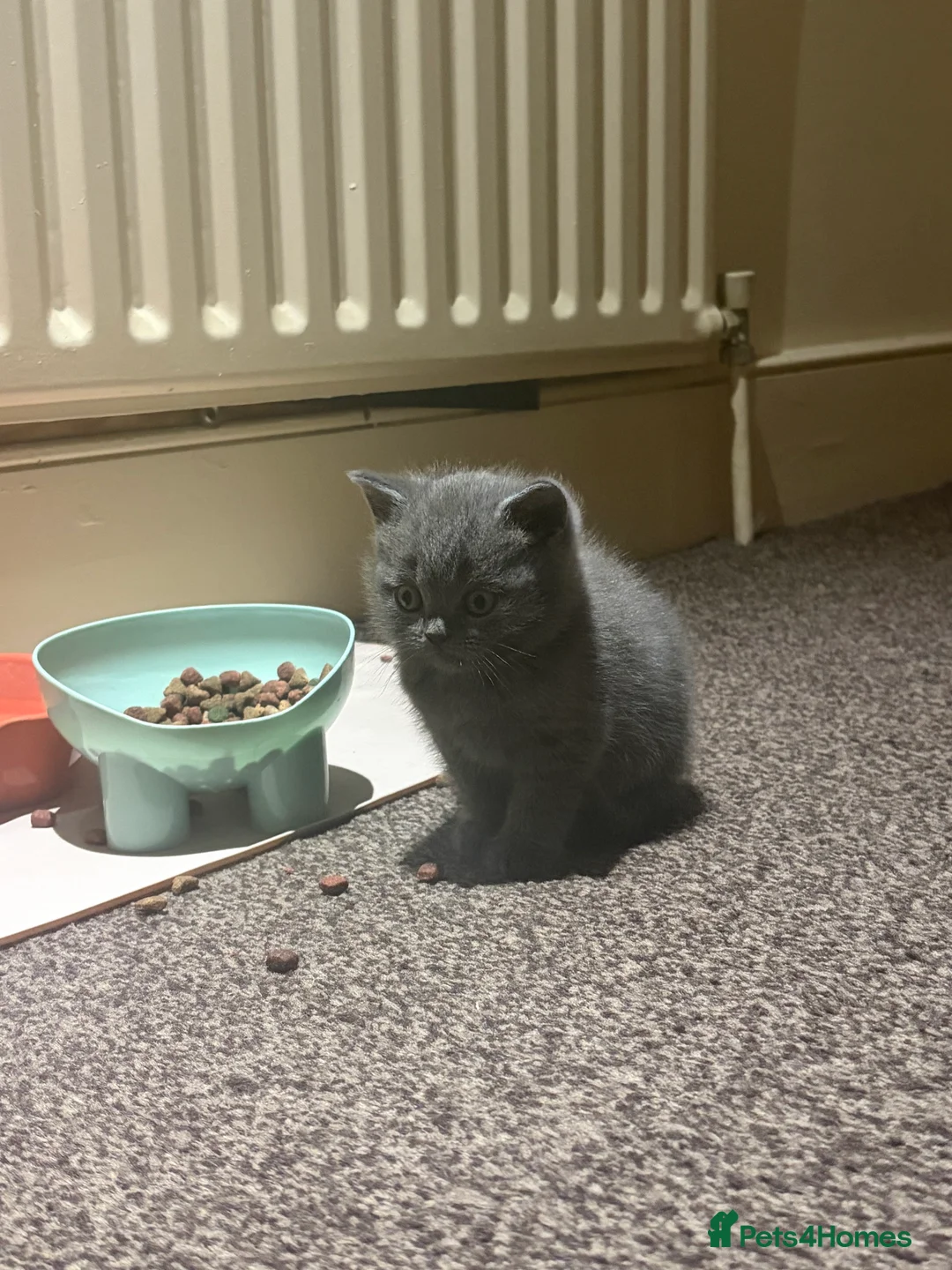 British Shorthair cats for sale: Cute and cuddly British Shorthaired kittens  - Advert 10