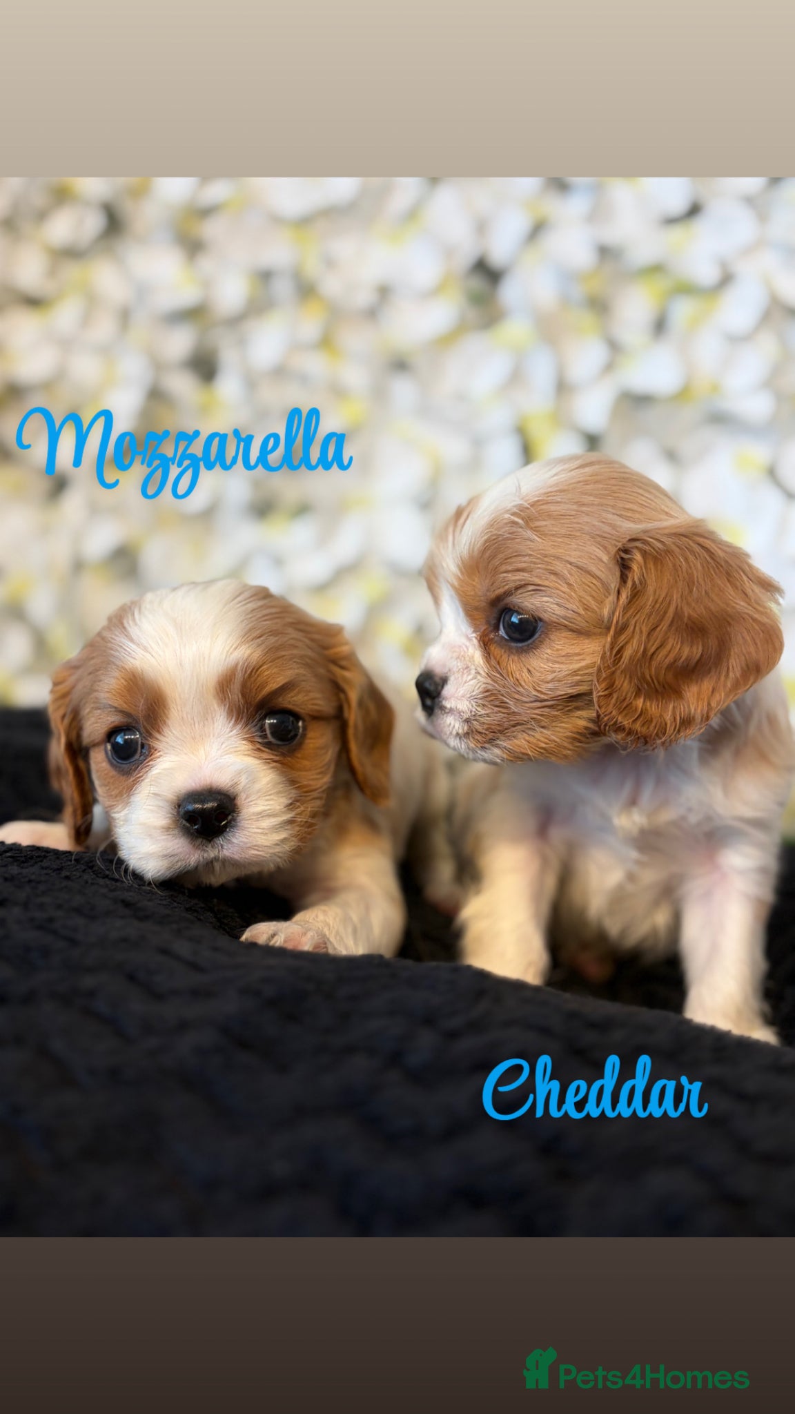 Cavalier King Charles Spaniel dogs Beautiful KC Registered Cavalier Puppies 🐶🧀 - Advert 1