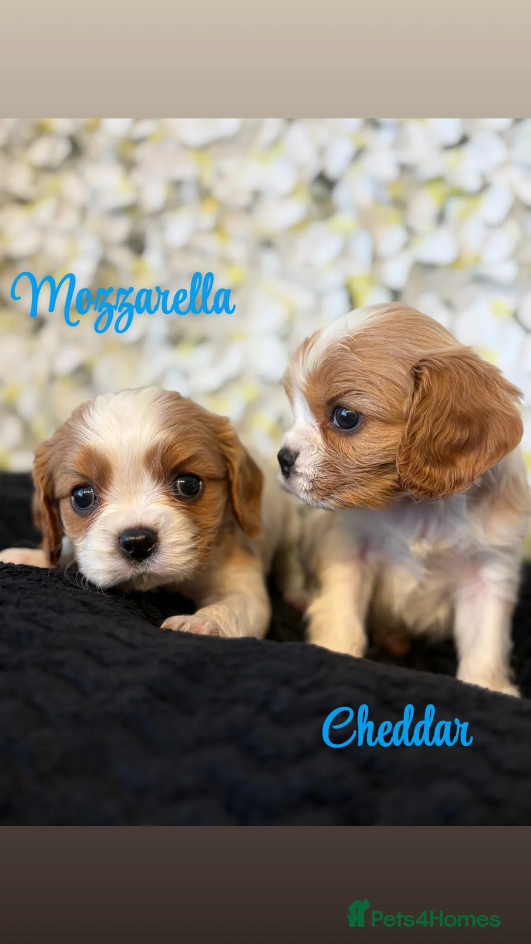 Cavalier King Charles Spaniel dogs for sale: Last one - Ready to go - Beautiful KC Registered  - Advert 1