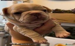 French Bulldog dogs for sale: Adorable French Bulldog Pups Ready For New Homes - Image 3