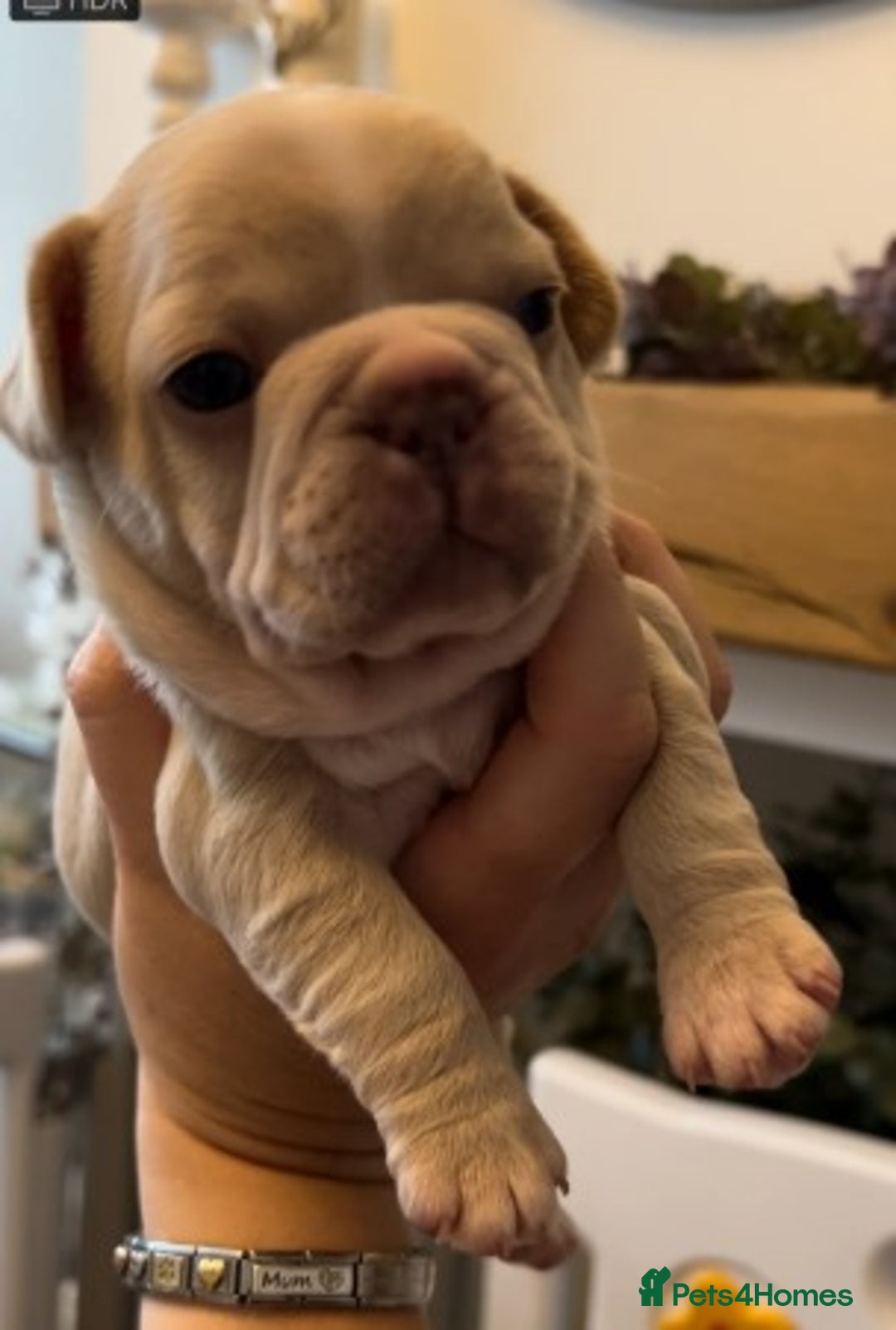 French Bulldog dogs for sale: Adorable French Bulldog Pups Ready For New Homes - Image 3