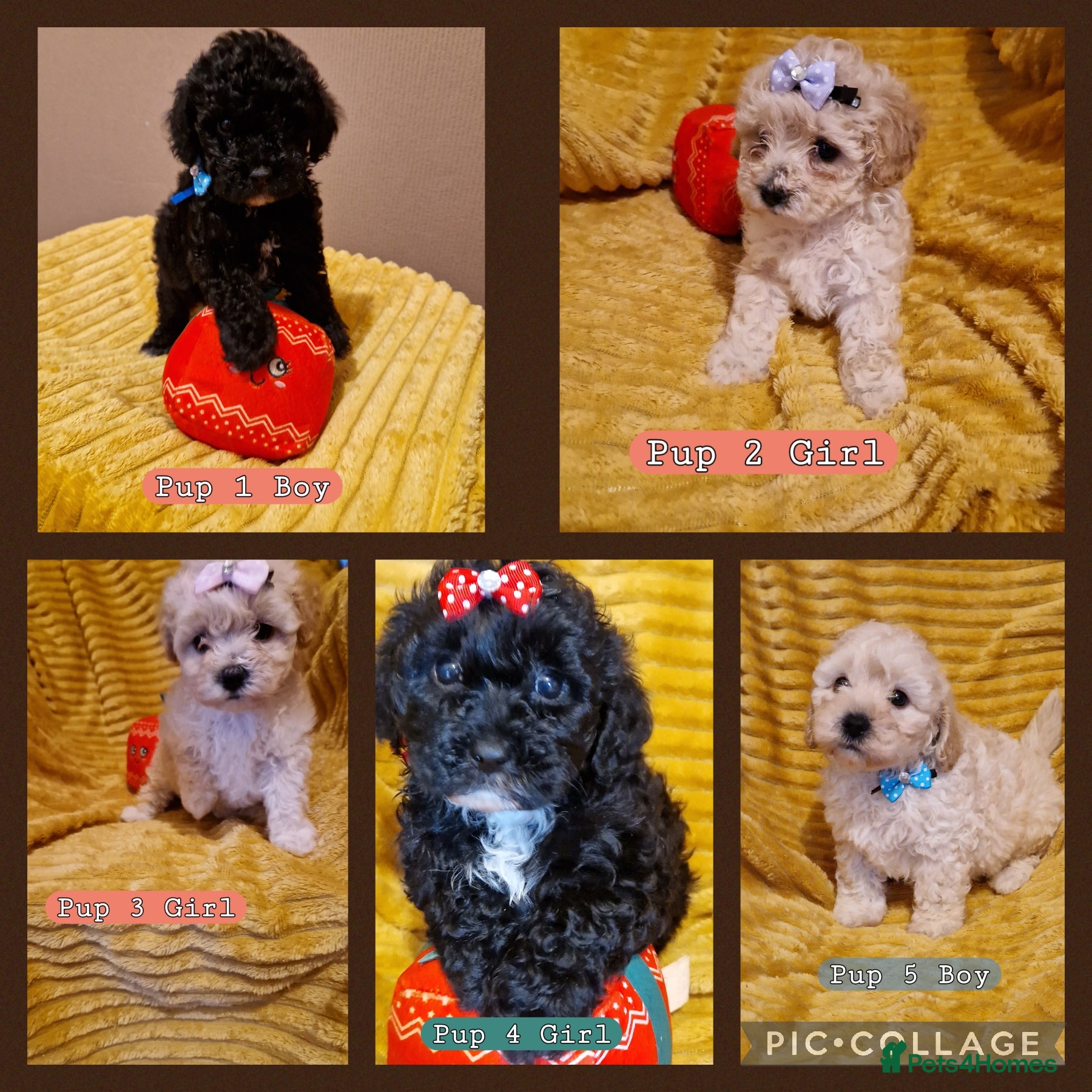 Poochon dogs 5 Cute and Cuddly Poochons   - Advert 11