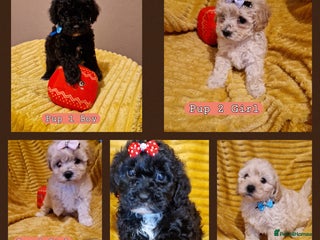 Poochon dogs 5 Cute and Cuddly Poochons j - Advert 4